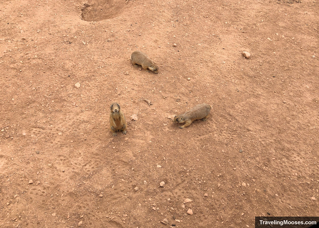 Three prairie dogs looking for food