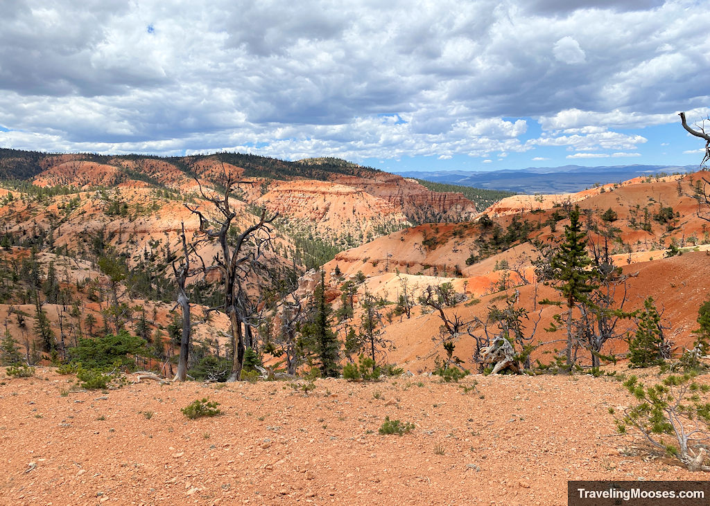 Red and white stripped hills with bristlecone trees