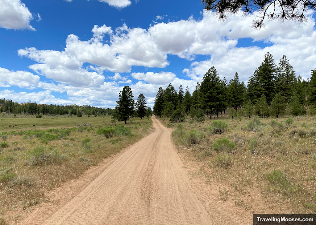 A long dirt road passing through a line of trees on a sunny day