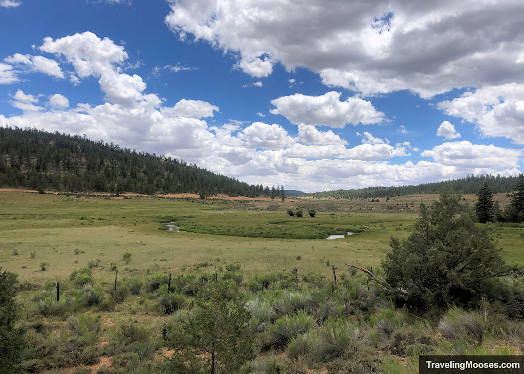 Large meadow with a meanding stream