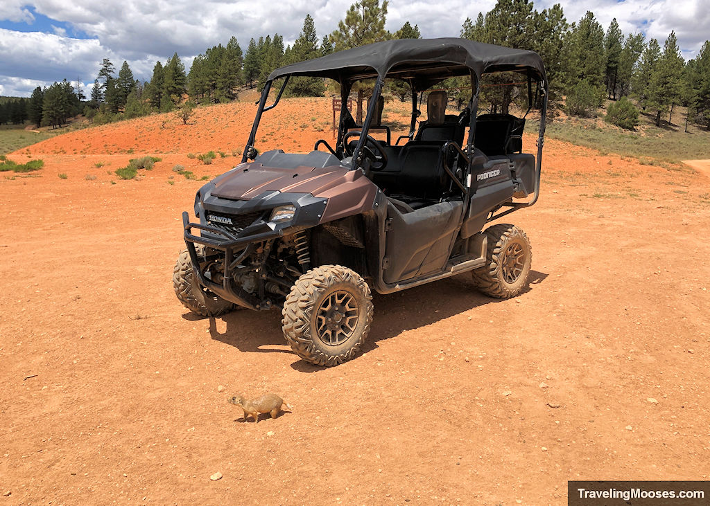 OHV vehicle resting atop a orange-red gravel dirt road with a prairie dog posing in front