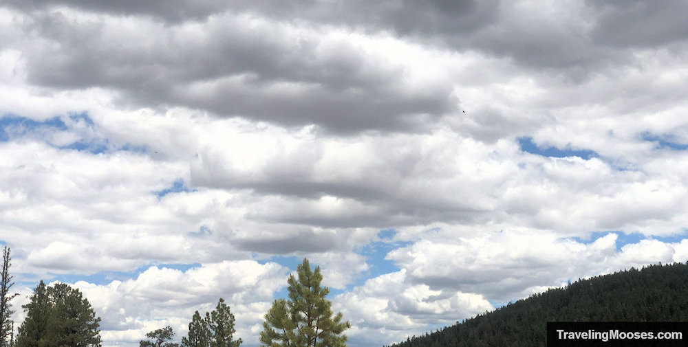 An osprey seen circling in the distance