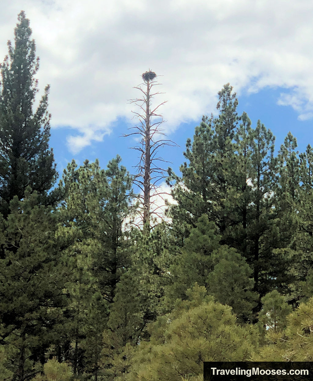 A large osprey nest resting high atop a dead tree