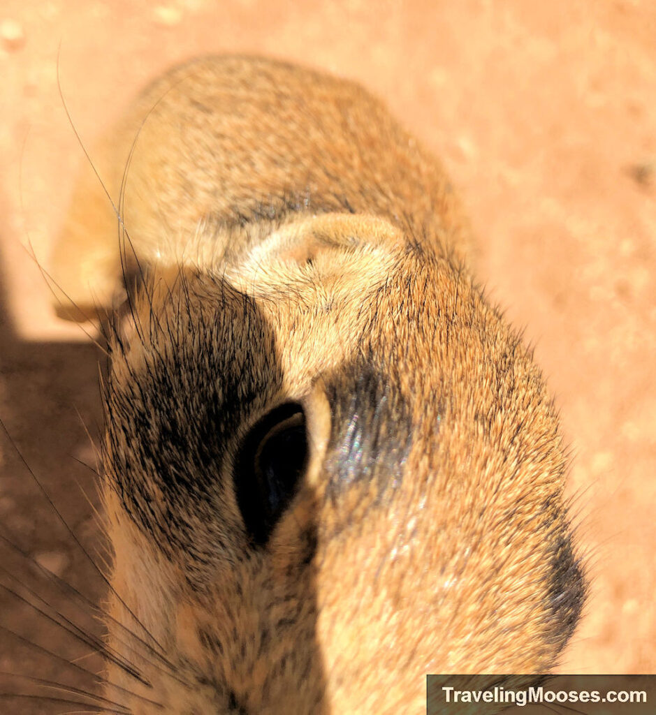 A brownish colored prairie dog putting his face right near the camera