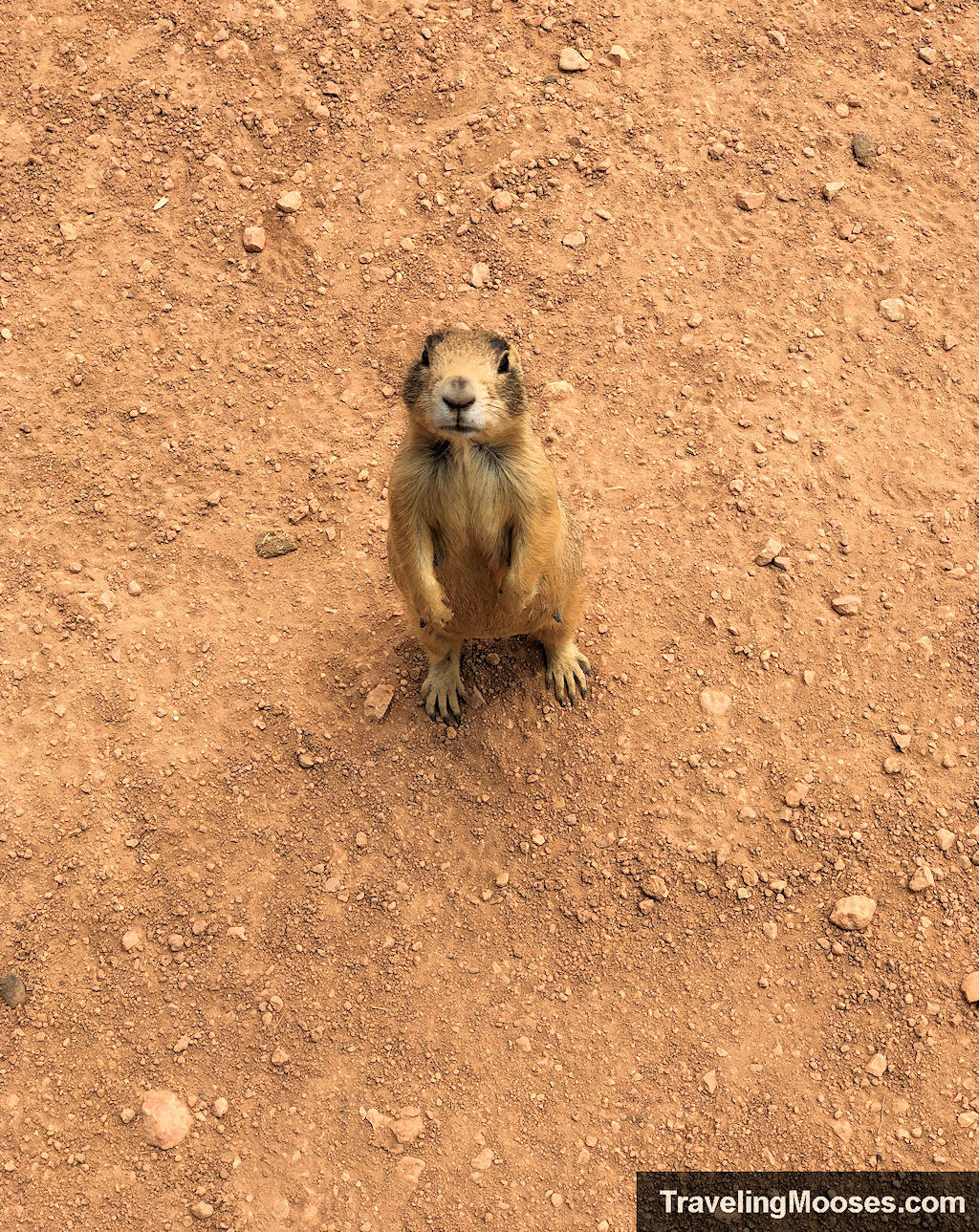 a priarie dog standing on its hind legs looking for expectantly for food