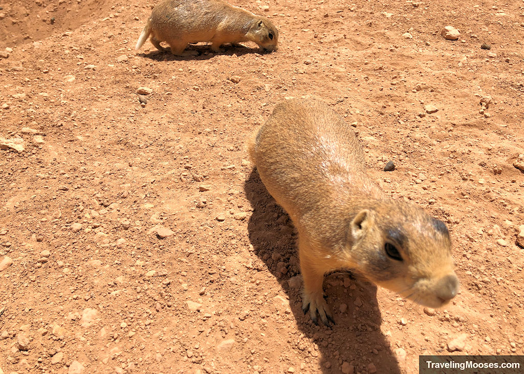 A prairie dog looking for food