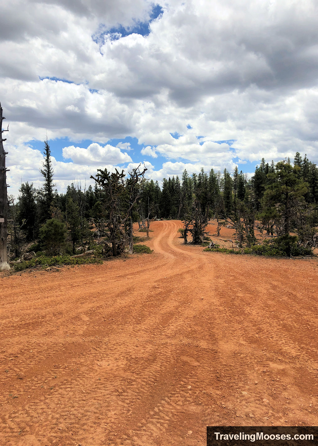 Dark reddish dirt OHV road winding through a bristlecone forest