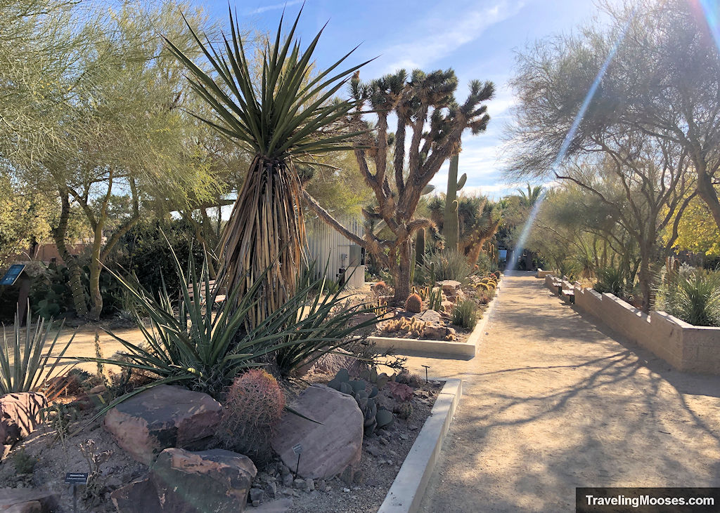 Walking path near a line of different types of cactus