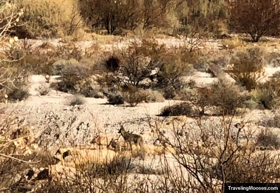 Coyote in the desert