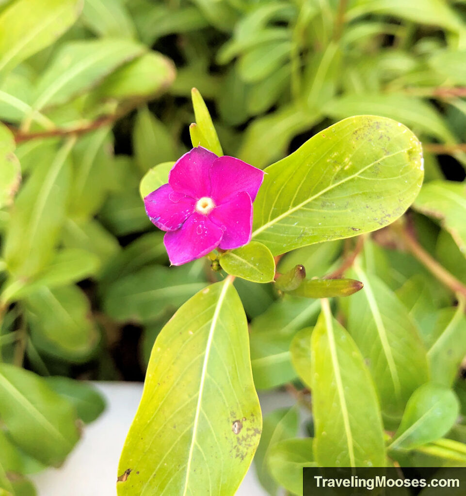 Pink flower with five petals and a yellow center