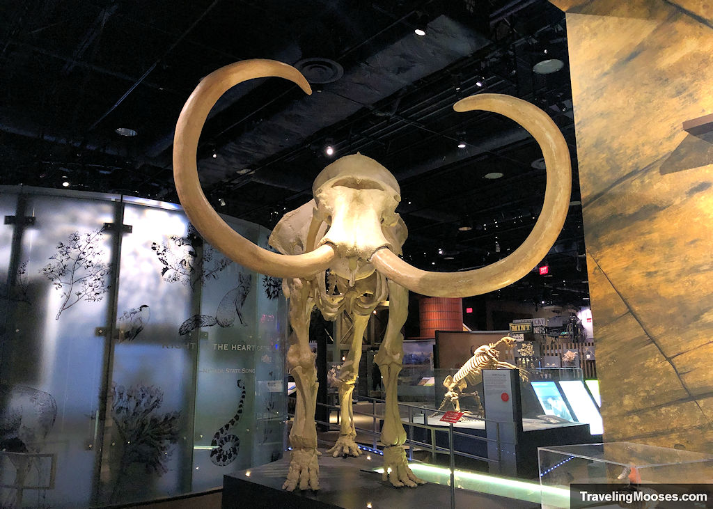 Mammoth statute with large tusks