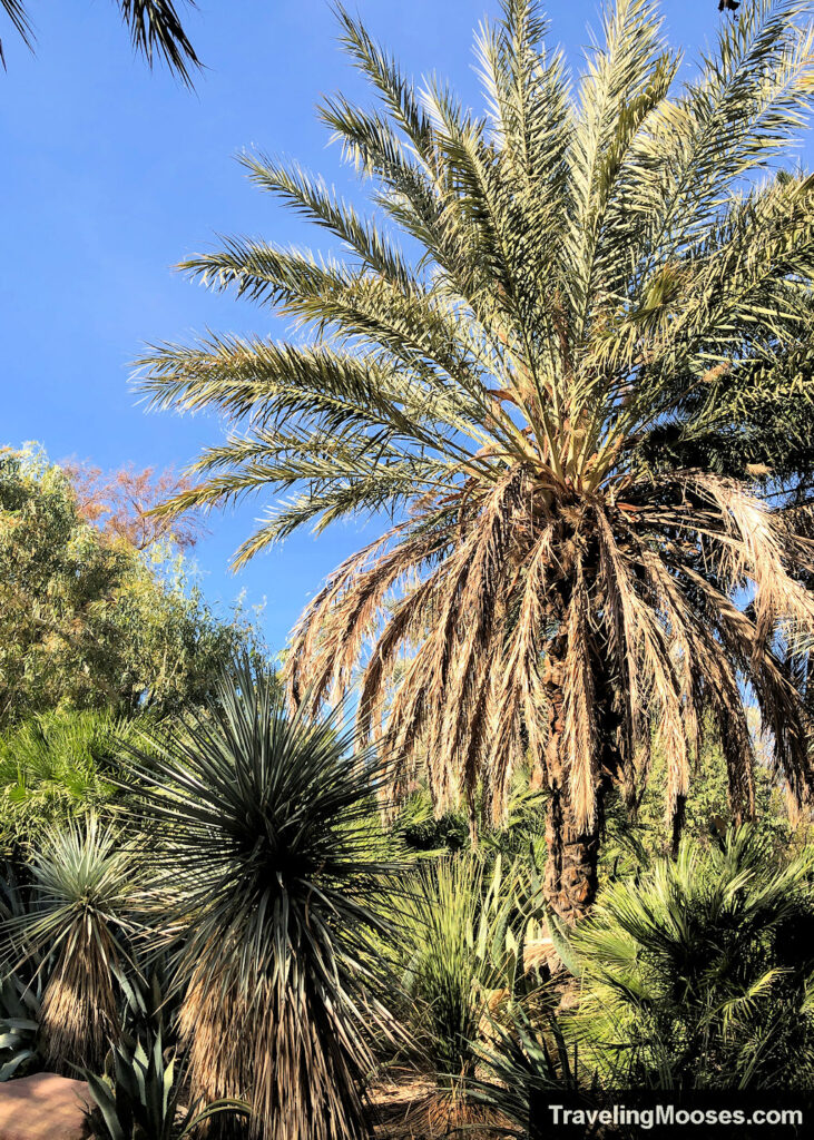 Large palm tree fronds