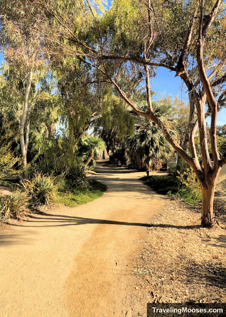 Walking path through palm trees in the desert