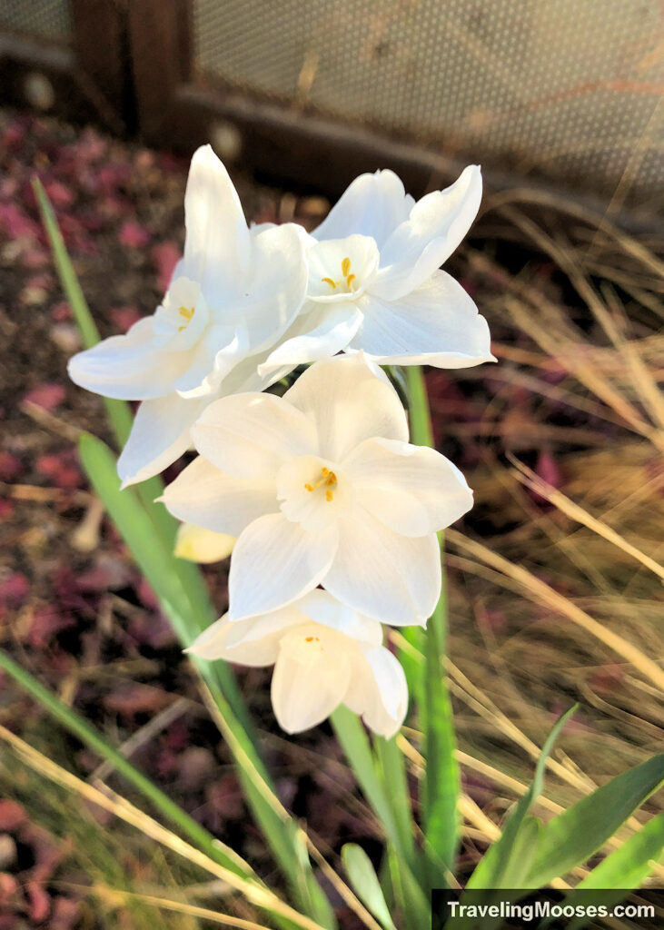 White flowers with a yellow middle