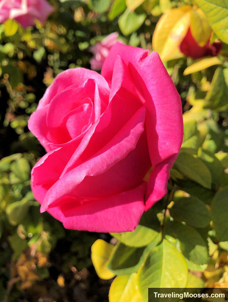 Pink rose bathed in sunlight