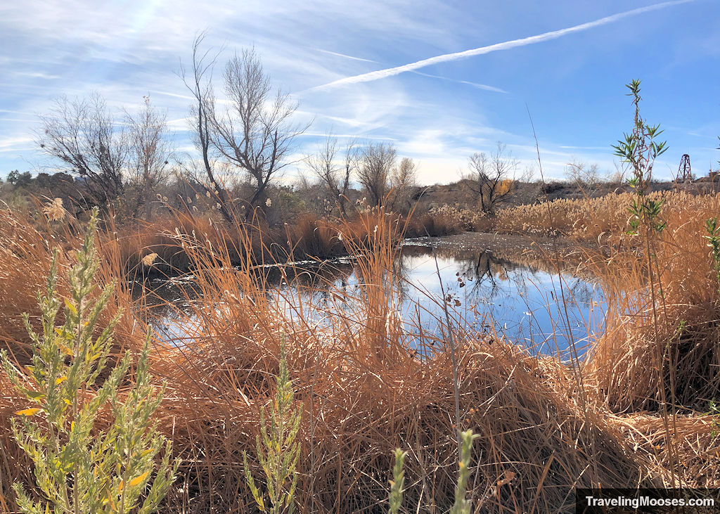 Marsh Spring area at the Springs Preserve