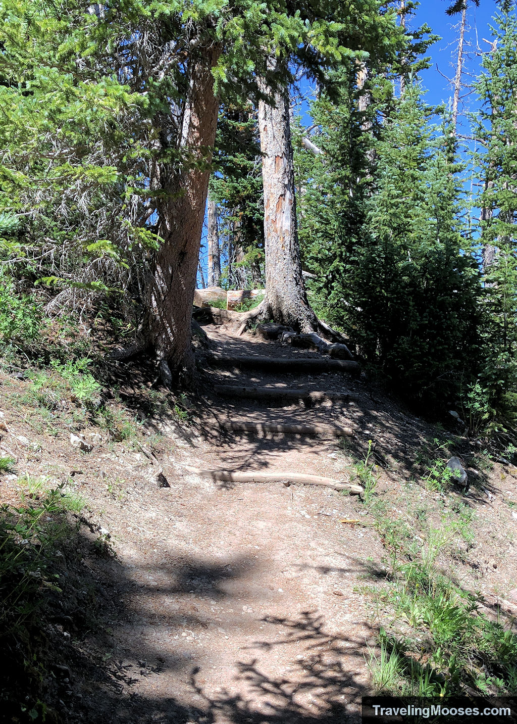 Rocky path with tree roots wandering through forest