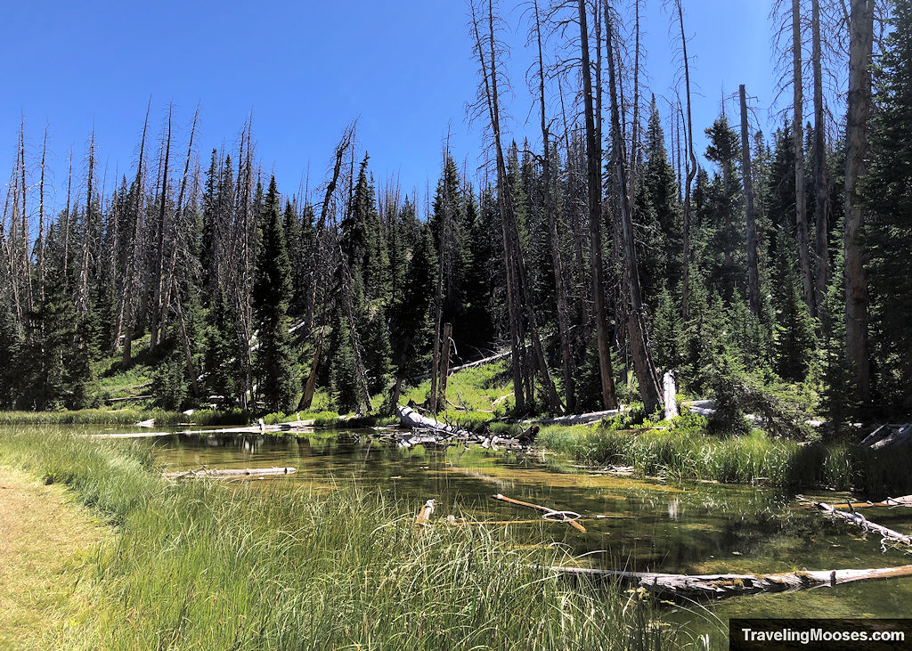 Trail running next to an algae-tinted pond flanked by trees