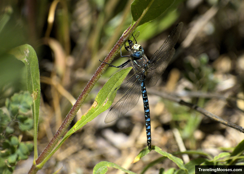 Blue dragon fly clinging to a branch