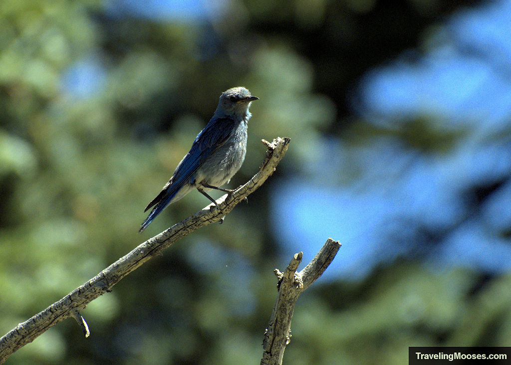 Blue bird perched on a tree branch