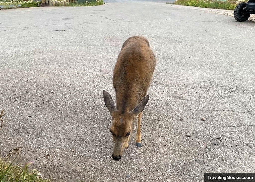 A wild deer named Thunder walking through the Brian Head OHV rental parking lot.