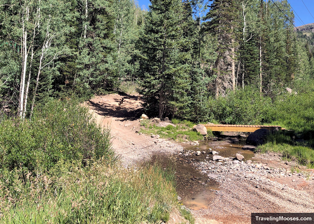 Two deer standing on a dirt OHV trail near a shallow creek crossing in the forest on the Brian Head route