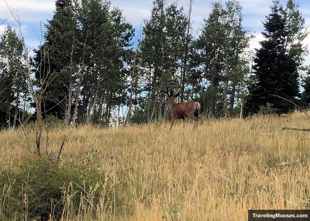 Buck standing alert in a grassy clearing along the Brian Head OHV trail, framed by dense pine and aspen trees.