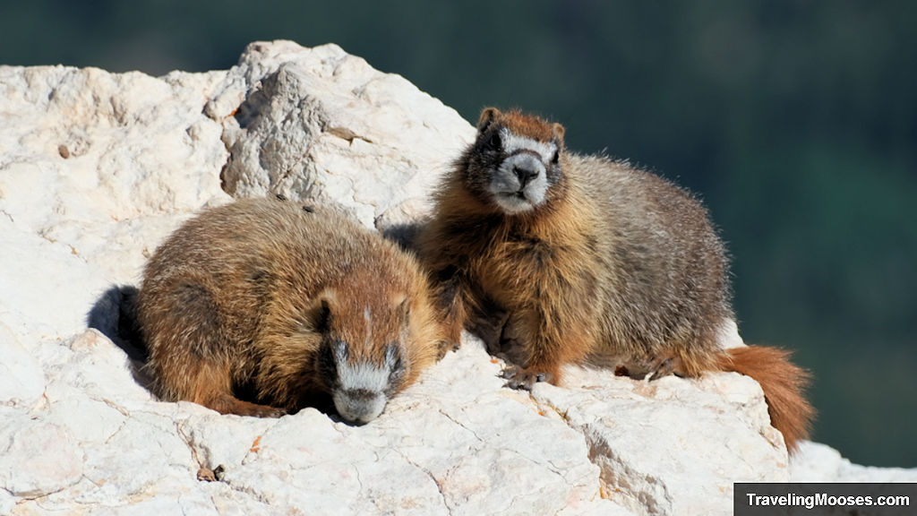 Two fluffly marmots sunning themselves on a rock
