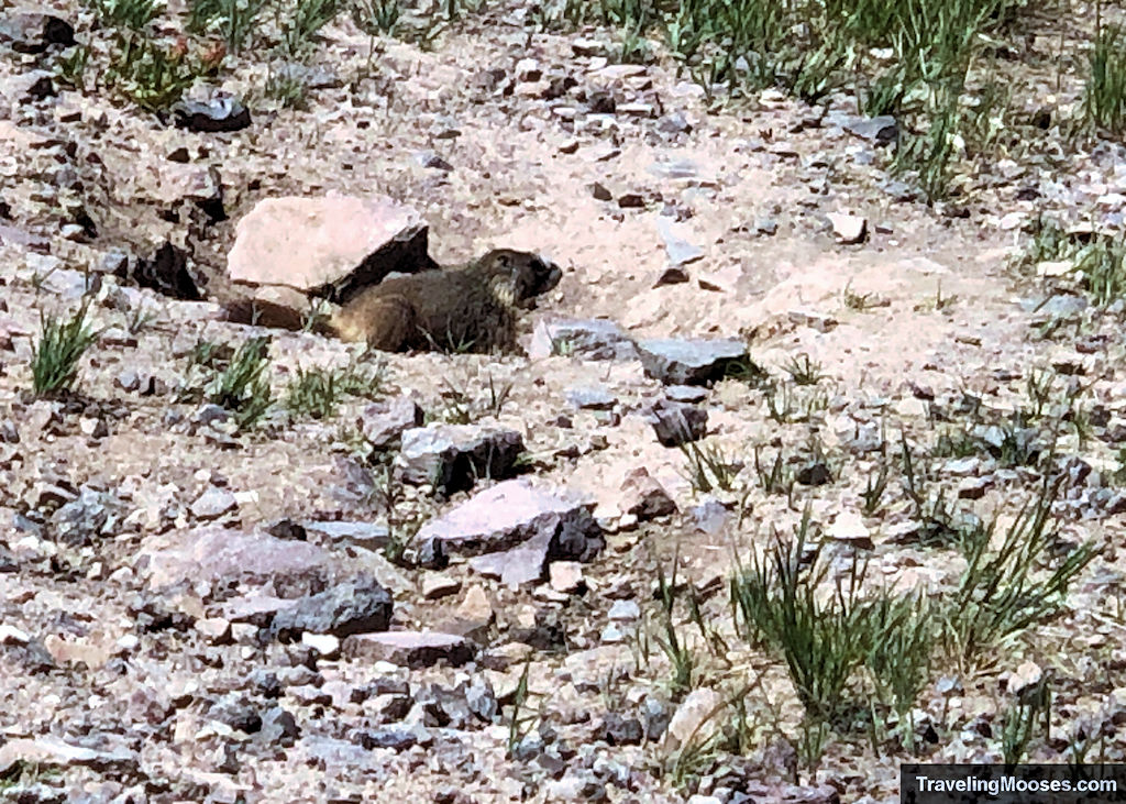 Marmot resting in a rocky patch along the Color Flow trail at Brian Head on a sunny summer day.