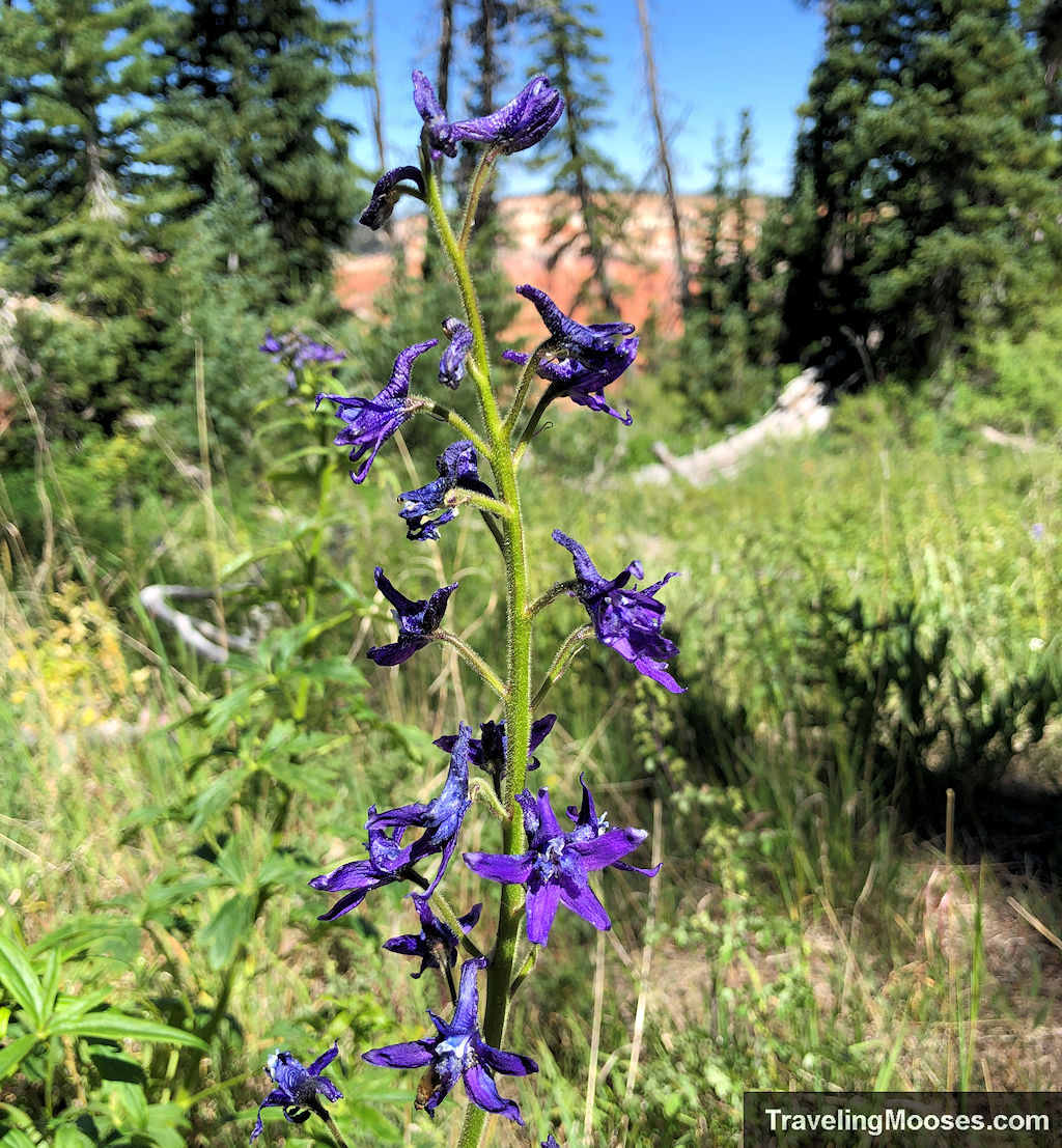 purple wildflowers