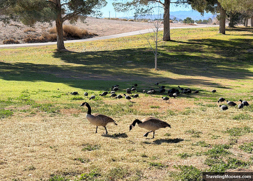 Canadian geese on an open field