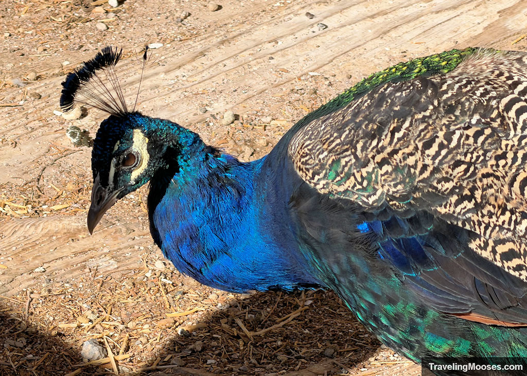 Close up of a blue peacocks head